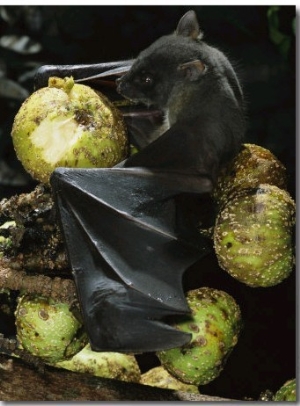 A Native Species, the Musky Fruit Bat Feeds on Figs