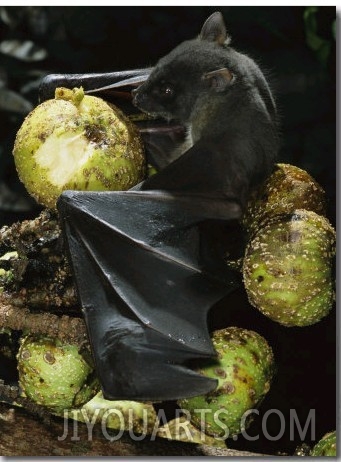 A Native Species, the Musky Fruit Bat Feeds on Figs