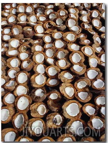 Coconuts Drying Beside Road in Candidasa, Candidasa, Bali, Indonesia