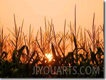 Cornfield at Sunrise