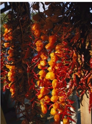 Organically Grown Peppers are Hung at the Cary Farmers Market