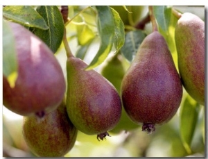 Pear (Pyrus Glou Morceau), Close up of Purple Fruits Growing on the Tree