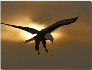 Bald Eagle Preparing to Land Silhouetted by Sun and Clouds, Homer, Alaska, USA