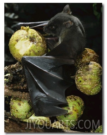 A Native Species, the Musky Fruit Bat Feeds on Figs