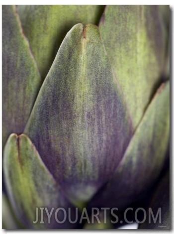 An Artichoke