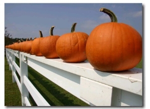 Bright Pumpkins Line a Fence Casting an Autumn Shadow