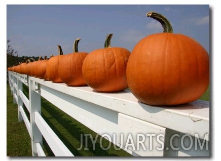 Bright Pumpkins Line a Fence Casting an Autumn Shadow