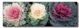 Cabbage Flowers, North Carolina, USA