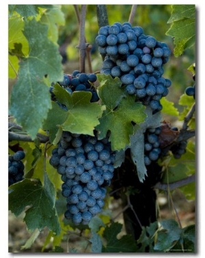 Close View of Chianti Grapes Growing on a Vine in Tuscany, Italy