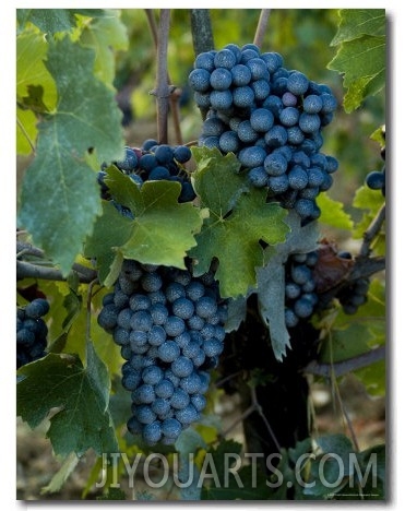 Close View of Chianti Grapes Growing on a Vine in Tuscany, Italy