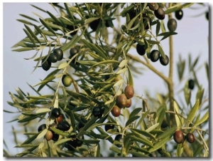 Close View of Olive Tree Branches