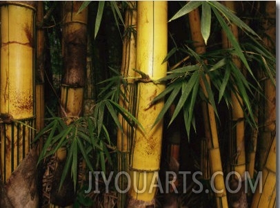 A Bamboo Thicket