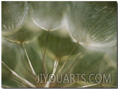 A Close View of a Dandelion Seed Head