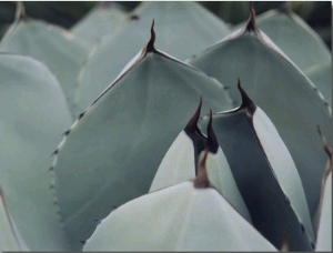 A Close View of Agave Leaves