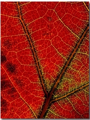 A Close View of the Veins of a Colorful Maple Leaf in Autumn