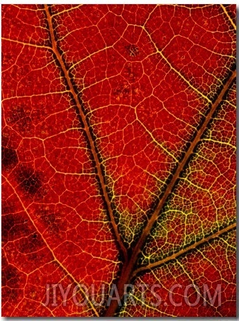 A Close View of the Veins of a Colorful Maple Leaf in Autumn