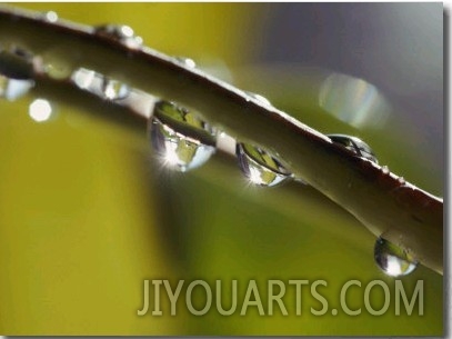 A Close up of Water Droplets on a Blade of Grass
