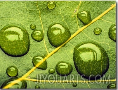 Acid Rainrain Drops on Leaf
