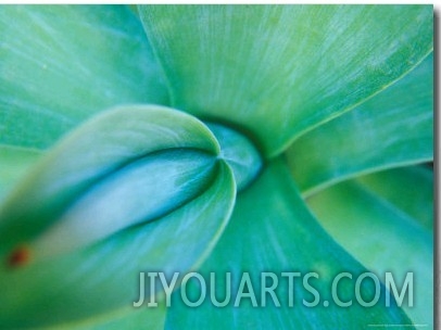 Agave Plant Detail, University of North Carolina at Charlotte Botanical Gardens, North Carolina, US