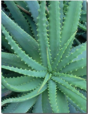 Agave, Leaf Detail, La Corse, France