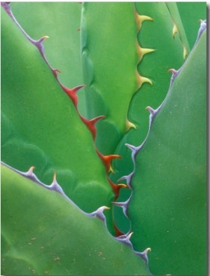 Agave, Sonora Desert Museum, Tucson, Arizona, USA