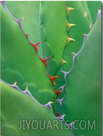 Agave, Sonora Desert Museum, Tucson, Arizona, USA