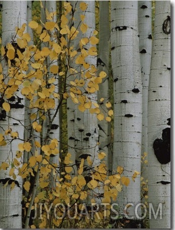 Autumn Foliage and Tree Trunks of Quaking Aspen Trees in the Crested Butte Area of Colorado