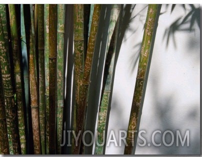 Bamboo Plants at Chinese Friendship Gardens, Darling Harbour Sydney, New South Wales, Australia