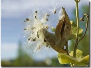 Close View Detail of a Milkweed Seed Pod Bursting