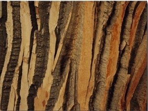 Close View of Bark on an Old Growth Cottonwood Tree