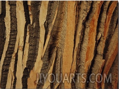 Close View of Bark on an Old Growth Cottonwood Tree