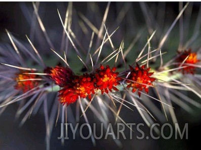 Close up of Cactus Flowers Amidst Cactus Needles