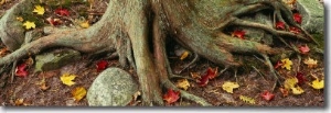 Close up of Tree Roots, Sleeping Bear Dunes National Lakeshore, Michigan, USA