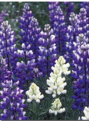 Closeup of White Arctic Lupine, Alaska