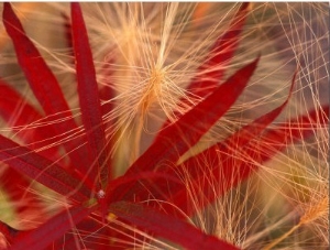 Fireweed and Wild Barley in Denali National Park, Alaska, USA