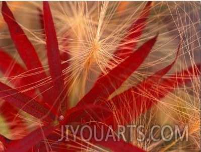 Fireweed and Wild Barley in Denali National Park, Alaska, USA