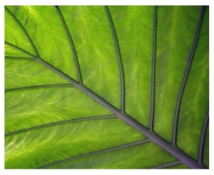 Giant Leaf