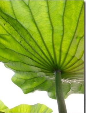 Lotus Leaf Texture