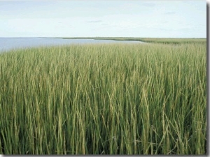 Marsh Grass