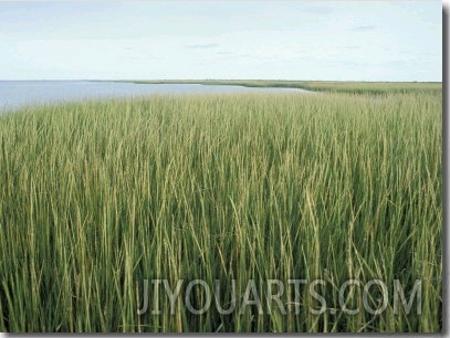 Marsh Grass