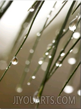 Rain Drops on Pine Branch Needles
