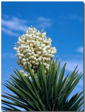 The Joshua Tree in Bloom, California, USA