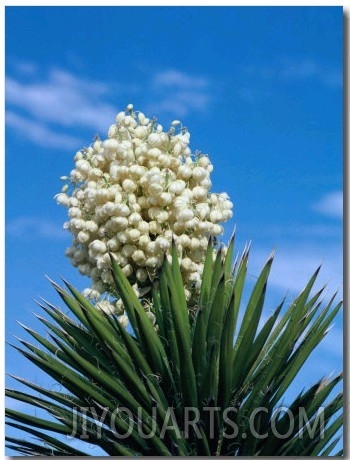 The Joshua Tree in Bloom, California, USA