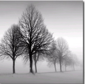 Winter Trees III