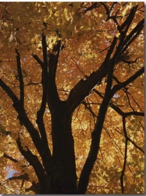 Autumn Color Blazes in a Maple Tree