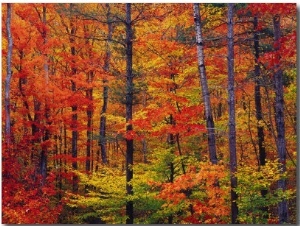 Autumn Colors, Lost River, New Hampshire