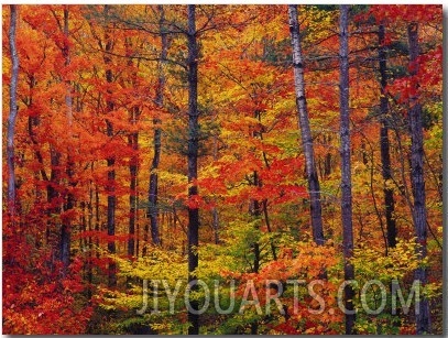 Autumn Colors, New Hampshire