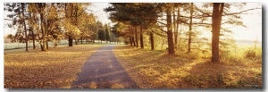 Autumn Tree along a Road, Middleburg, Virginia, USA