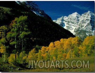 Autumn View of Aspen Trees against a Backdrop of Snow Covered Mountains