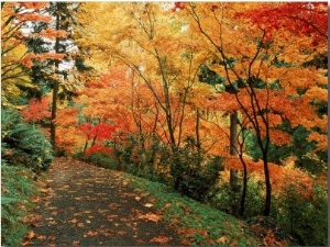 Autumn, Washington Park Arboretum, WA